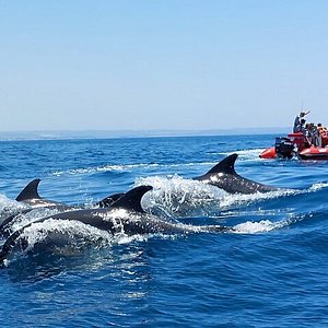 dolphins